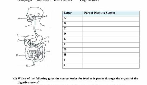 human digestive system worksheet answers