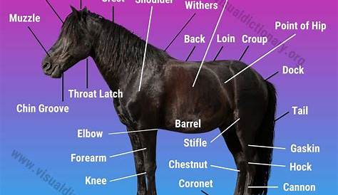 Horse Anatomy: Helpful List of 30 External Parts of A Horse - Visual