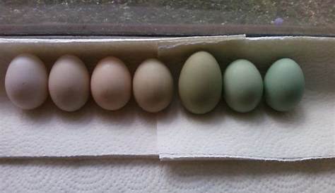 Ameraucana Eggs - Difference in Color | Page 3 | BackYard Chickens