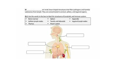 lymphatic system worksheet answer key