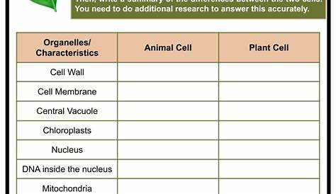 plant cells worksheets