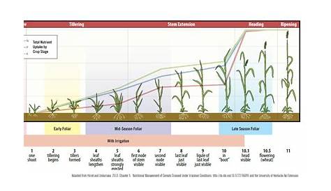 wheat growth stages chart