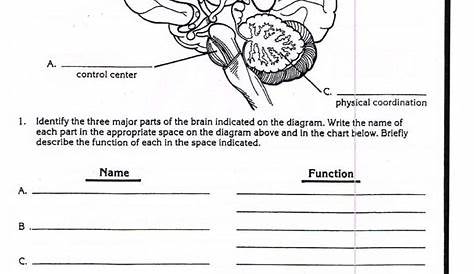 practice worksheet body diagram worksheet with answers