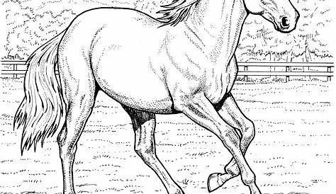 horse printables coloring pages