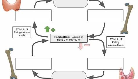 homeostasis feedback loop worksheet