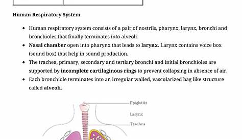 gas exchange worksheet