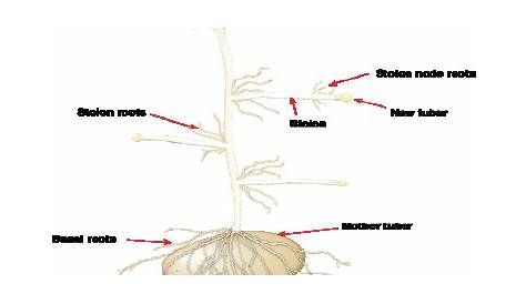 Schematic diagram of potato plant | Download Scientific Diagram
