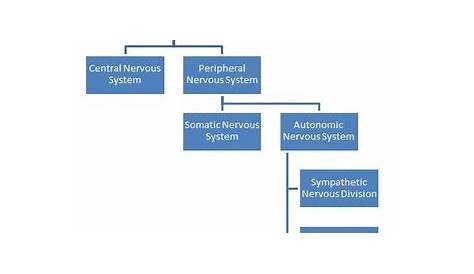 flow chart of nervous system