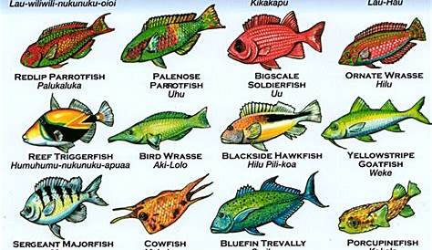 fish of hawaii chart