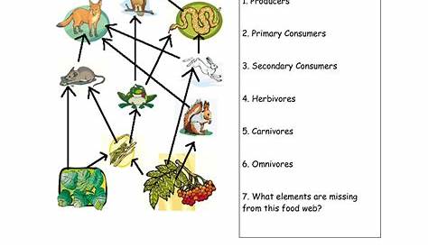 food chain worksheet 4th grade