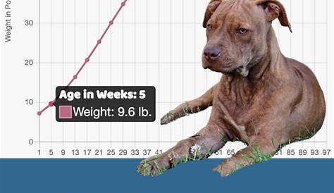 American Pit Bull Terrier Size Guide: How Big Do These Dogs Get?