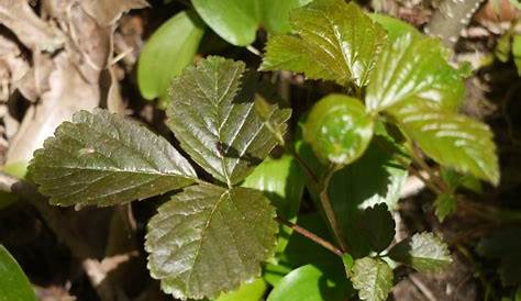 poison ivy identification quiz