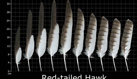 hawk feather identification chart