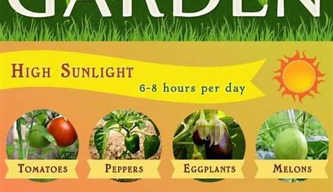 Sunlight Requirements Vegetables Infographic Video Tutorial | Easy vegetables to grow, Gardening