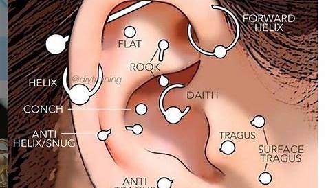 Ear piercing locations | Ear piercings, Cool ear piercings, Different