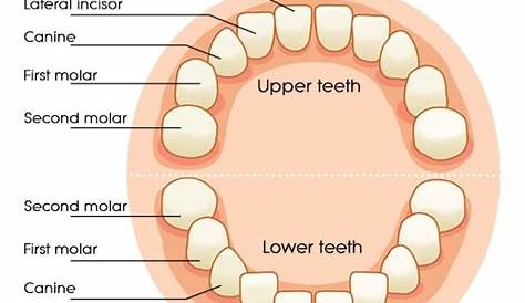 Dental Charts to Understand Tooth Numbering System | Dental, Dental