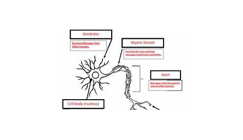 Parts Of A Neuron Teaching Resources | TPT