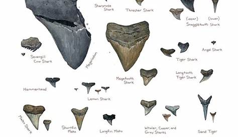 Sharks teeth identification chart. | Shark teeth, Shark tooth fossil