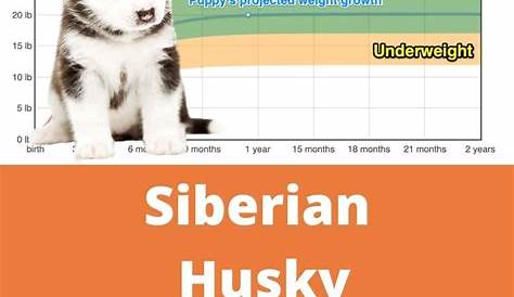husky weight chart kg