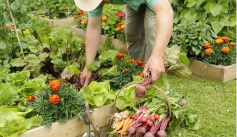when to harvest vegetables from garden