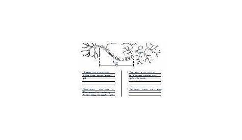 Ask A Biologist - Neuron Anatomy - Worksheet Activity.pdf - Rene De La