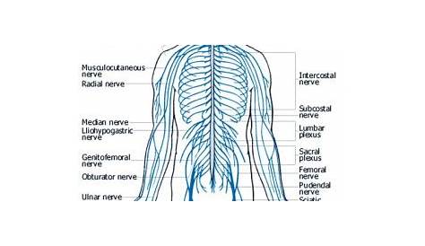 nervous system blank diagram