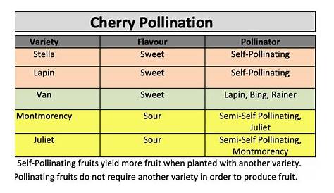 fruit tree pollination groups