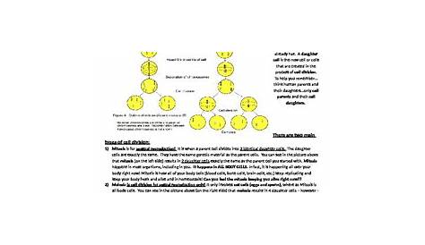 meiosis reading comprehension worksheet
