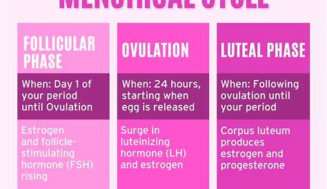 Phases of the Menstrual Cycle - Dr. Jolene Brighten
