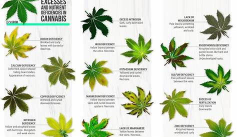 weed leaf problem chart