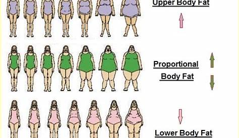 women's body types chart