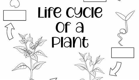 Printable Plant Life Cycle Worksheets
