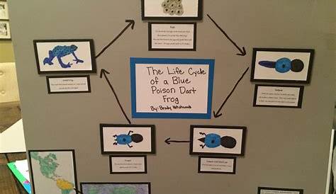 The Hitchcock Family: Brody's 3rd grade Life Cycle Project