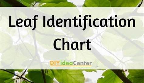 Leaf Identification Chart | DIYIdeaCenter.com