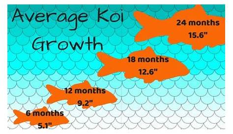 Average Koi Growth #koifishponds | Koi fish care, Koi fish pond, Koi