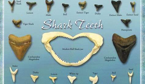 shark tooth identification chart
