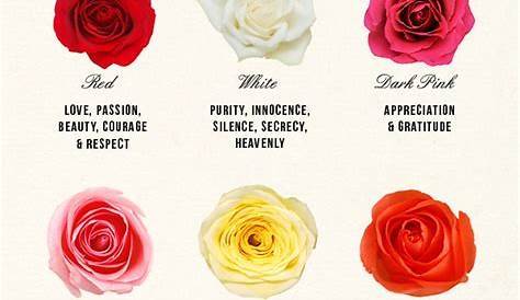 National Rose Month: The Meaning of Rose Colors