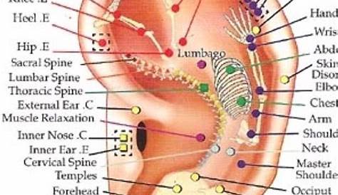acupuncture ear chart points
