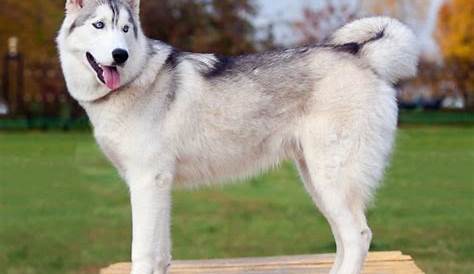 husky growth chart pictures