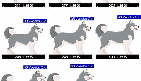husky feeding chart by age in cups