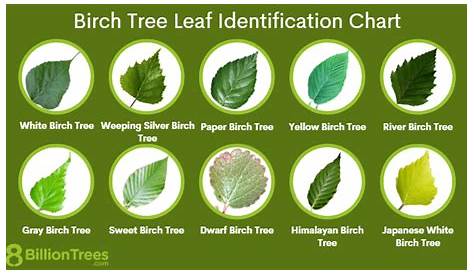 10 Birch Tree Leaves: Easy Identification Trick & Full Chart of All Leaves