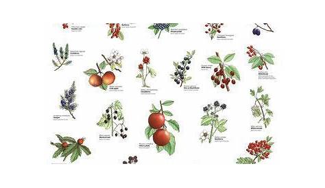 wild edible plants chart