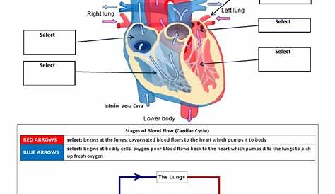 heart and circulatory system worksheet