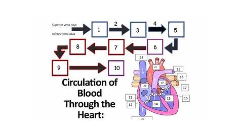 heart blood flow worksheet