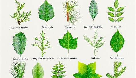 printable tree leaf identification chart quotes Quotes
