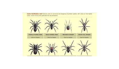 georgia spider identification chart