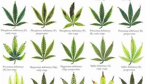 weed leaf deficiency chart