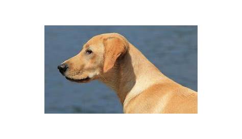 6 Labrador Colors: Differences, Genetics & Rarest Coat - Marvelous Dogs