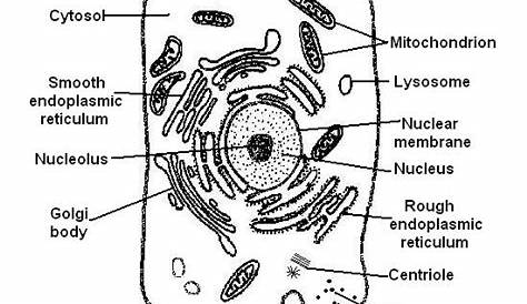 label the parts of an animal cell worksheets