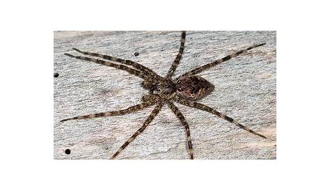 arachnology - Spider Identification Michigan - Biology Stack Exchange